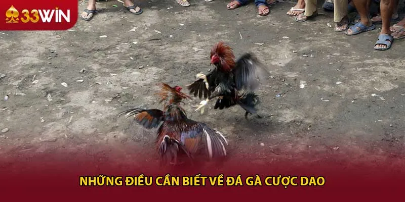 Những điều cần biết về đá gà cựa dao